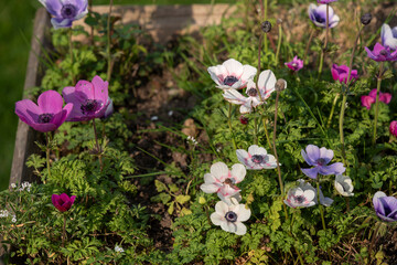 different flowers of very striking colors