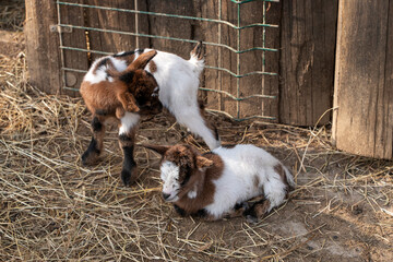 Naklejka na ściany i meble newborn goats on the farm