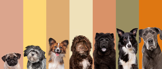 seven dog portraits in front of natural colors
