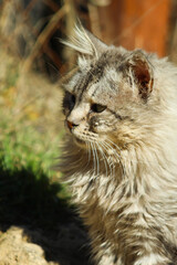 Naklejka na ściany i meble street gray cat with beautiful multi-colored eyes.