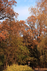 Fototapeta premium autumn in the park