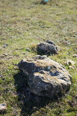 on the edge of a green coniferous forest in spring.