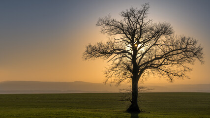 Fototapeta na wymiar Sonne hinter dem Baum