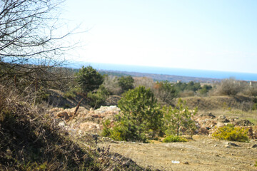 on the edge of a green coniferous forest in spring.
