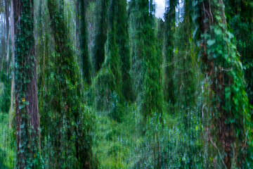 Pine forest, MARITIME PINE - PINO MARITIMO (Pinus pinaster), Dunas de Liencres Natural Park, Cantabrian Sea, Pielagos Municipality, Cantabria, Spain, Europe