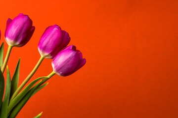 Bouquet of purple tulips on a bright orange background. Close-up with space for text.