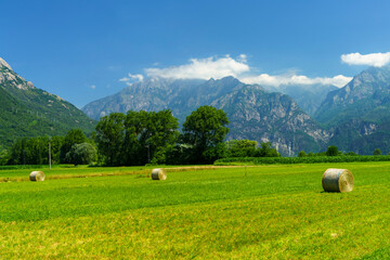 Landscape of Valtellina at summer near Dubino