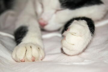 The black-white cat is cat is sleeping. Paws close-up.