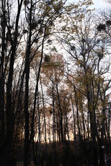 sunset in the forest