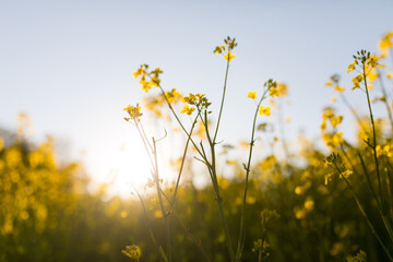 Fototapeta premium Kulturlandschaft im Frühling, blühendes Rapsfeld, Deutschland