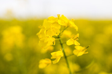 Obraz premium Kulturlandschaft im Frühling, blühendes Rapsfeld, Deutschland