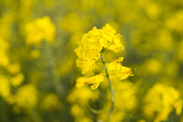 Kulturlandschaft im Frühling, blühendes Rapsfeld, Deutschland