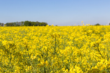 Obraz premium Kulturlandschaft im Frühling, blühendes Rapsfeld, Deutschland