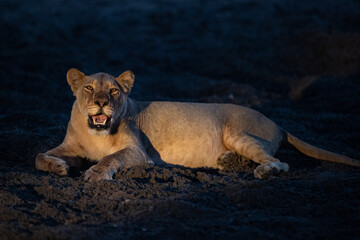 Female lion seen at night on a safari in South Africa