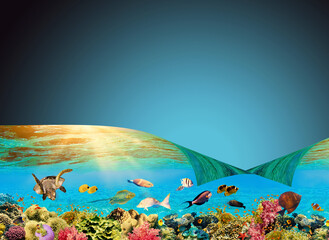 Fototapeta na wymiar Underwater world. Coral reef and fishes in Red sea at Egypt. Collage
