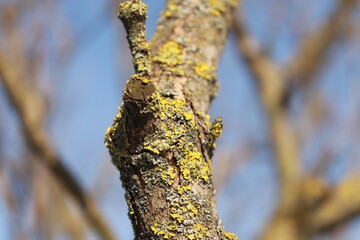 tree trunk with leaves
