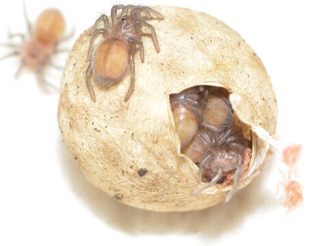 Closeup picture of an egg sac with offspring in the larval stage of the cobalt blue earth tiger tarantula Haplopelma (Cyriopagopus) lividum [Theraphosidae: Ornithoctoninae]  from Thailand and Myanmar.