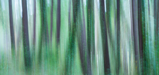 Pine forest, MARITIME PINE - PINO MARITIMO (Pinus pinaster), Dunas de Liencres Natural Park, Cantabrian Sea, Pielagos Municipality, Cantabria, Spain, Europe