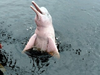 Amazon River Dolphin, Pink Dolphin, (Inia geoffrensis) Iniidae family. In the Rio Negro River near...