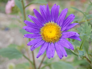 Obraz premium purple flower in the garden