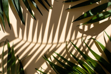 Abstract background of fresh palm leaves and shadows on the beige wall