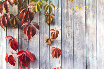 orange leaves of a vineyard on a wooden background, selective focus tinted image, space for text