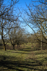 spring nutty large fields