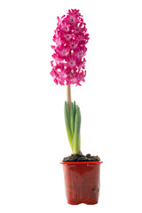 red flowering hyacinth in a pot isolated on a white background with preservation of paths