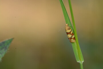 Aethes tesserana