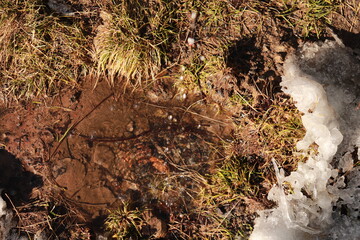 ants on the ground