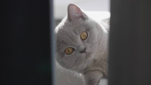 Little cat lies on the windowsill in the sunlight. Kitten basking in the sun. British kitten.