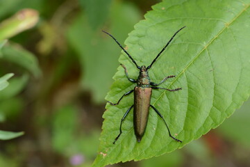 Aromia moschata - L'Aromie musquée
