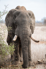 African Elephant seen on a safari in the Kruger National Park