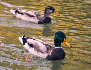 Duck Lake swim float