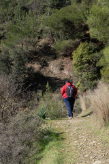 Fototapeta premium Unregognized man hiking on a nature path in the forest. Healthy lifestyle trekking outdoors