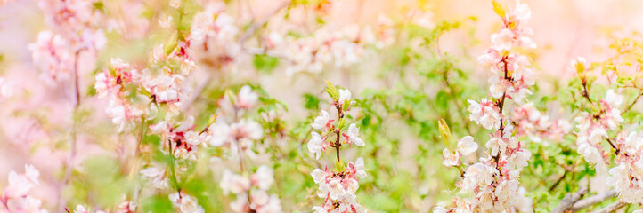 Fototapeta na wymiar Beautiful panoramic spring scenery with cherry blossom and bokeh background