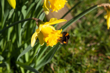 bumblebee tulip