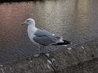 European herring gull sitting on a pier next to the water