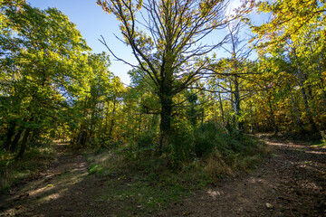 Chestnut forest on the Castañar route in Hervás. They are chestnut in the autumn season where you can see the typical colors in autumn.