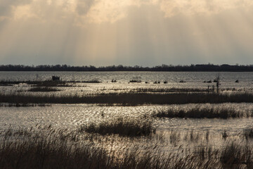 Matin en Camargue.
