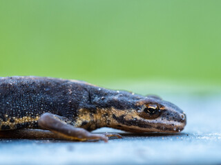 Young Smooth Newt 4cm long