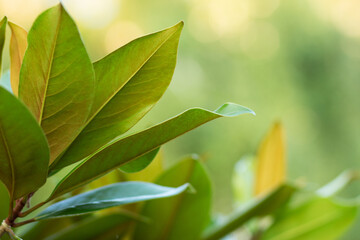 Fototapeta na wymiar Leaves on a green background