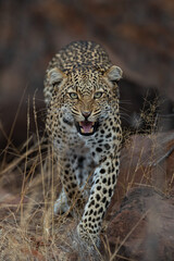 An angry and protective female Leopard seen on a safari in the Kruger National Park