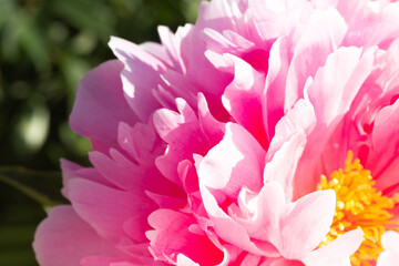 Pink pion petal background. Peony plant. Springtime. Vintage close up. Sunlight.