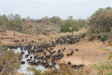 Fototapeta na wymiar Large herd of Cape Buffalo at the last remaining water in a river during a drought in Kruger National Park