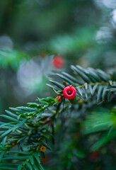 Mature cones, EUROPEAN YEW - TEJO (Taxus baccata), Cantabria, Spain, Europe
