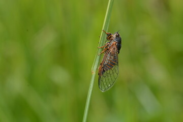 Tibicina haematodes - La Cigale rouge