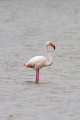 great flamingo standing in a saline
