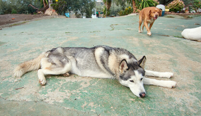 Closeup shot of a cute Siberian Husky lying outdoor © Érik González Guerrero/Wirestock
