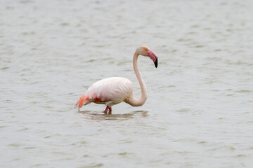 close up of a pink flamingo in the salines of San Pedro del Pinatar in Murcia